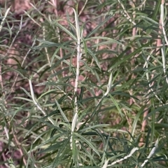 Cassinia longifolia (Shiny Cassinia, Cauliflower Bush) at O'Malley, ACT - 25 Apr 2023 by Tapirlord