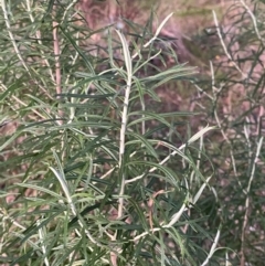 Cassinia longifolia at O'Malley, ACT - 25 Apr 2023