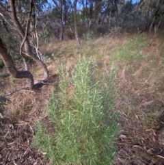 Cassinia longifolia at O'Malley, ACT - 25 Apr 2023