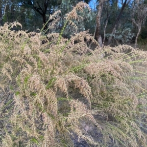 Cassinia sifton at O'Malley, ACT - 25 Apr 2023