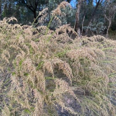 Cassinia sifton (Sifton Bush, Chinese Shrub) at O'Malley, ACT - 25 Apr 2023 by Tapirlord