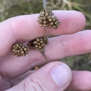 Juncus vaginatus at O'Malley, ACT - 25 Apr 2023