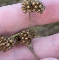 Juncus vaginatus at O'Malley, ACT - 25 Apr 2023