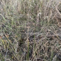 Juncus vaginatus at O'Malley, ACT - 25 Apr 2023