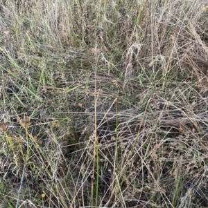 Juncus vaginatus at O'Malley, ACT - 25 Apr 2023