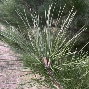 Pinus radiata at O'Malley, ACT - 25 Apr 2023 05:35 PM