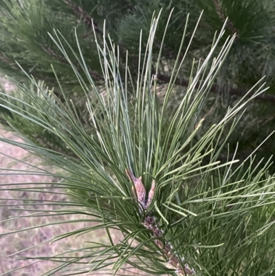 Pinus radiata (Monterey or Radiata Pine) at O'Malley, ACT - 25 Apr 2023 by Tapirlord