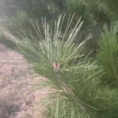 Pinus radiata at O'Malley, ACT - 25 Apr 2023 05:35 PM