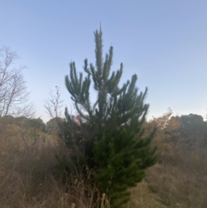 Pinus radiata at O'Malley, ACT - 25 Apr 2023
