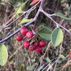 Cotoneaster pannosus (Cotoneaster) at O'Malley, ACT - 25 Apr 2023 by Tapirlord