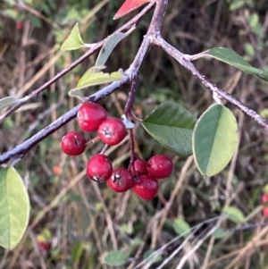 Cotoneaster pannosus at O'Malley, ACT - 25 Apr 2023