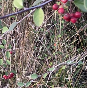 Cotoneaster pannosus at O'Malley, ACT - 25 Apr 2023 05:34 PM