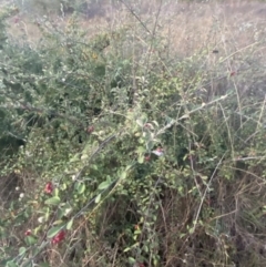 Cotoneaster pannosus at O'Malley, ACT - 25 Apr 2023