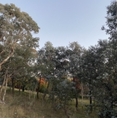 Eucalyptus cinerea subsp. cinerea at O'Malley, ACT - 25 Apr 2023