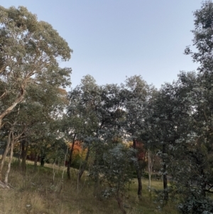 Eucalyptus cinerea subsp. cinerea at O'Malley, ACT - 25 Apr 2023