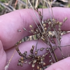 Juncus subsecundus (Finger Rush) at O'Malley, ACT - 25 Apr 2023 by Tapirlord