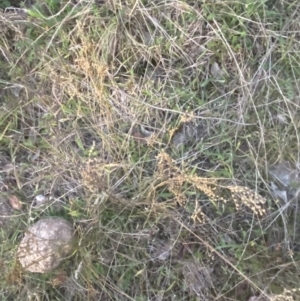 Juncus subsecundus at O'Malley, ACT - 25 Apr 2023 05:34 PM