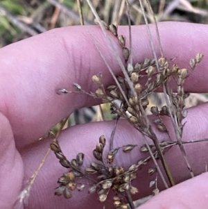 Juncus subsecundus at O'Malley, ACT - 25 Apr 2023
