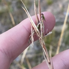 Cymbopogon refractus (Barbed-wire Grass) at O'Malley, ACT - 25 Apr 2023 by Tapirlord