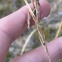 Cymbopogon refractus at O'Malley, ACT - 25 Apr 2023 05:33 PM