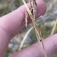 Cymbopogon refractus at O'Malley, ACT - 25 Apr 2023