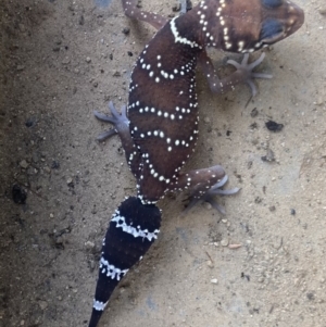 Underwoodisaurus milii (Barking Gecko, Thick-tailed Gecko) at Cowra, NSW by brunonia