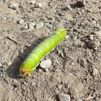 Unidentified Emperor moth (Saturniidae) at Neika, TAS - 26 Mar 2023 by Detritivore