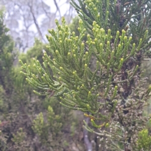 Ozothamnus scutellifolius at Wellington Park, TAS - 7 Jun 2023 12:21 AM