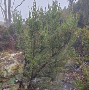 Ozothamnus scutellifolius at Wellington Park, TAS - 7 Jun 2023 12:21 AM