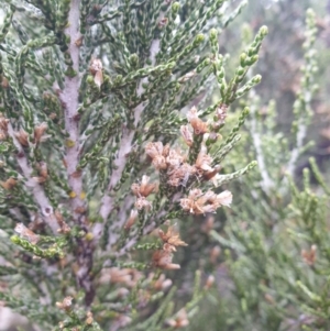 Ozothamnus scutellifolius at Wellington Park, TAS - 7 Jun 2023 12:21 AM