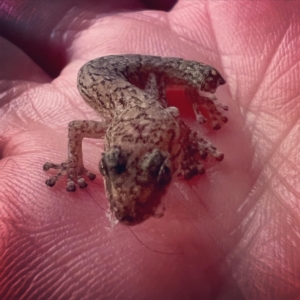 Christinus marmoratus at Gowrie, ACT - suppressed