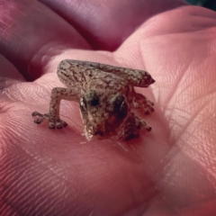 Christinus marmoratus at Gowrie, ACT - suppressed