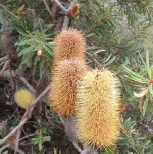 Banksia marginata at Wellington Park, TAS - 25 Apr 2023 08:57 PM
