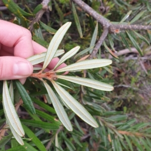 Banksia marginata at Wellington Park, TAS - 25 Apr 2023