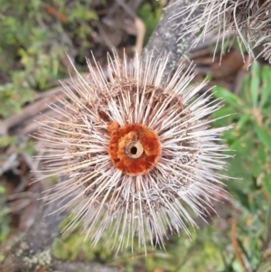 Banksia marginata at Wellington Park, TAS - 25 Apr 2023