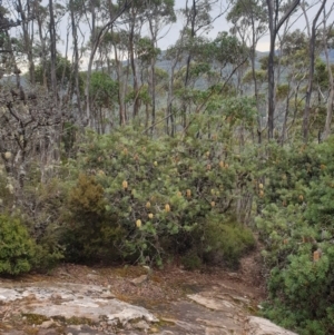 Banksia marginata at Wellington Park, TAS - 25 Apr 2023
