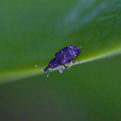 Achopera lachrymosa (Weevil) at Florey, ACT - 23 Apr 2023 by KorinneM