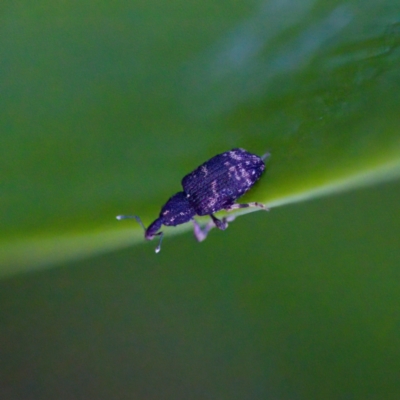 Achopera lachrymosa (Weevil) at Florey, ACT - 23 Apr 2023 by KorinneM