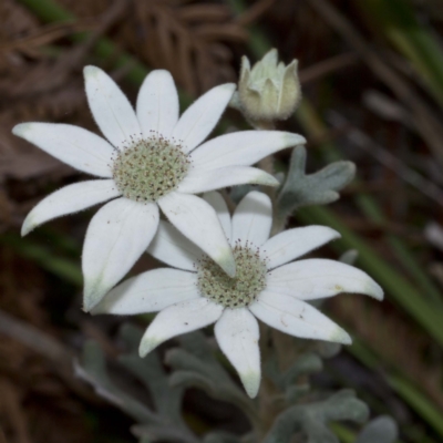 Actinotus helianthi (Flannel Flower) at Bournda National Park - 11 Oct 2016 by Steve63