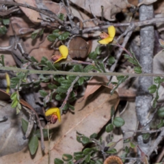 Bossiaea buxifolia (Matted Bossiaea) at Bournda National Park - 24 Oct 2016 by Steve63