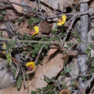 Bossiaea buxifolia (Matted Bossiaea) at Wallagoot, NSW by Steve63