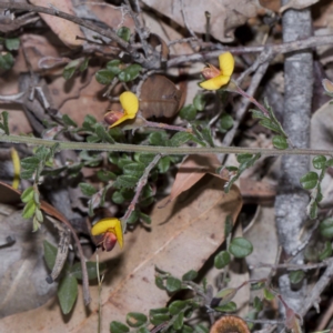 Bossiaea buxifolia at Wallagoot, NSW - 24 Oct 2016
