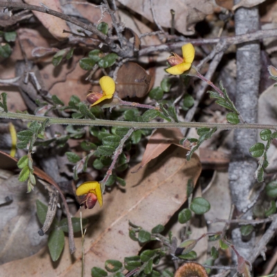 Bossiaea buxifolia (Matted Bossiaea) at Bournda National Park - 24 Oct 2016 by Steve63