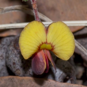 Bossiaea buxifolia at Wallagoot, NSW - 24 Oct 2016