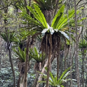 Asplenium australasicum at Copeland, NSW - suppressed