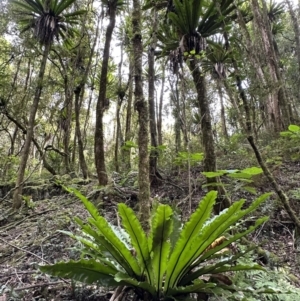 Asplenium australasicum at Copeland, NSW - suppressed