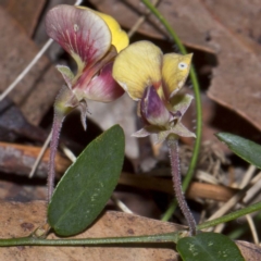 Bossiaea prostrata at Bournda, NSW - 4 Oct 2016