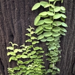 Pothos longipes (Candle Vine) at Diamond Beach, NSW - 13 May 2023 by blackdiamondimages