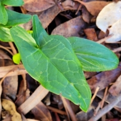 Arum italicum (Italian Arum) at Banksia Street Wetland Corridor - 8 Jun 2023 by trevorpreston