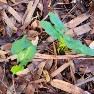 Arum italicum at O'Connor, ACT - 8 Jun 2023